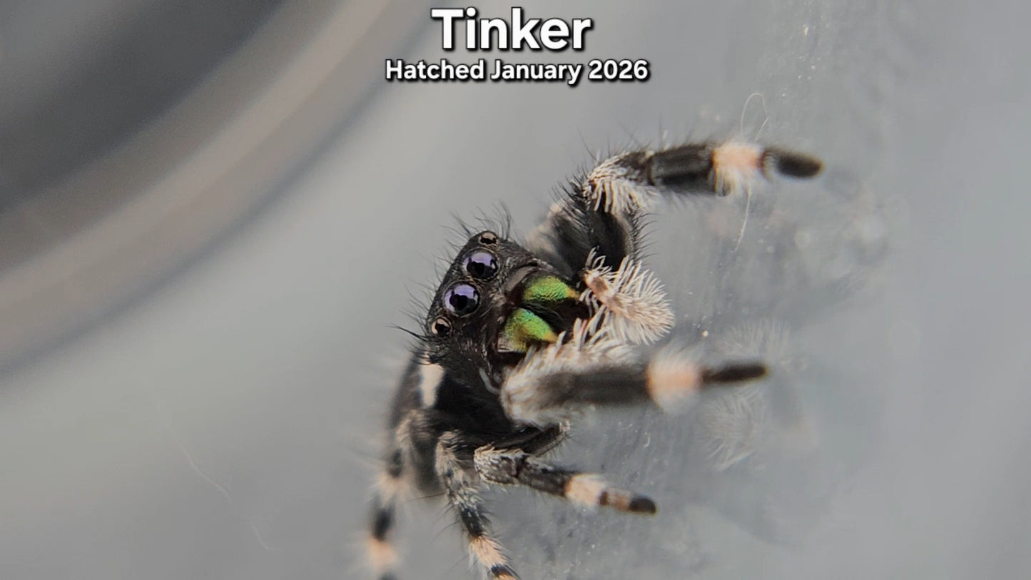 "Tinker" Male Regal Jumping Spider (Phidippus regius) - Hatched January 2026