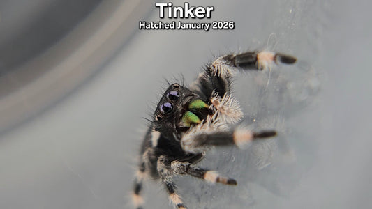 "Tinker" Male Regal Jumping Spider (Phidippus regius) - Hatched January 2026