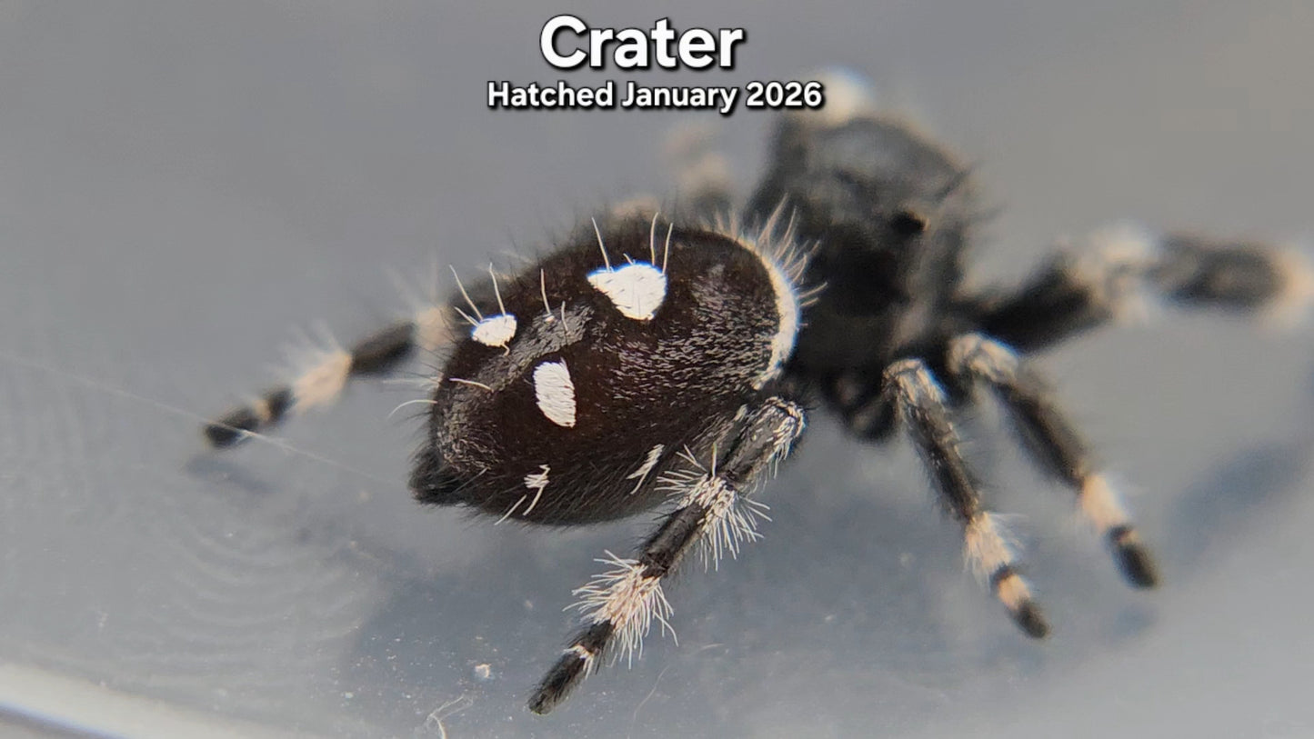 "Crater" Male Regal Jumping Spider (Phidippus regius) - Hatched January 2026
