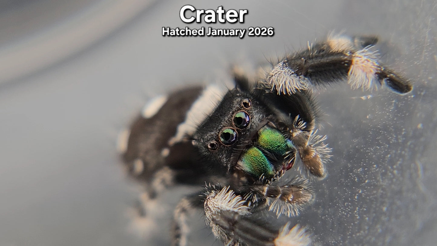 "Crater" Male Regal Jumping Spider (Phidippus regius) - Hatched January 2026