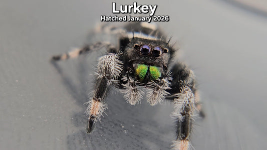 "Lurkey" Male Regal Jumping Spider (Phidippus regius) - Hatched January 2026