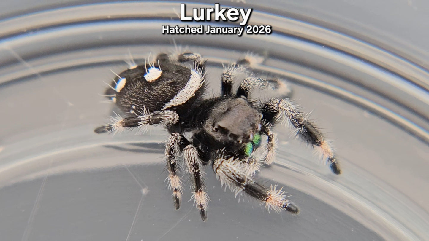 "Lurkey" Male Regal Jumping Spider (Phidippus regius) - Hatched January 2026