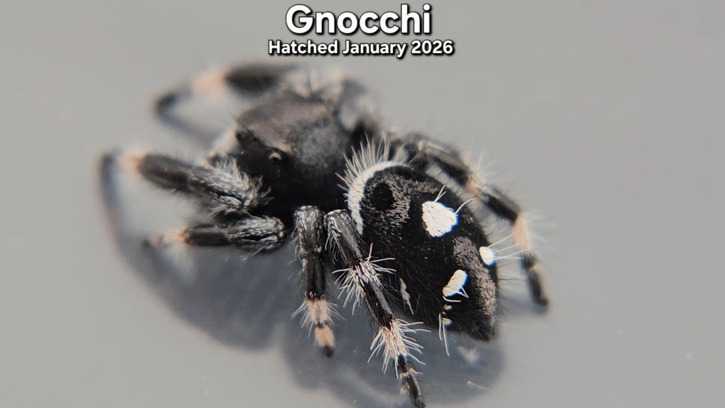 "Gnocchi" Male Regal Jumping Spider (Phidippus regius) - Hatched January 2026