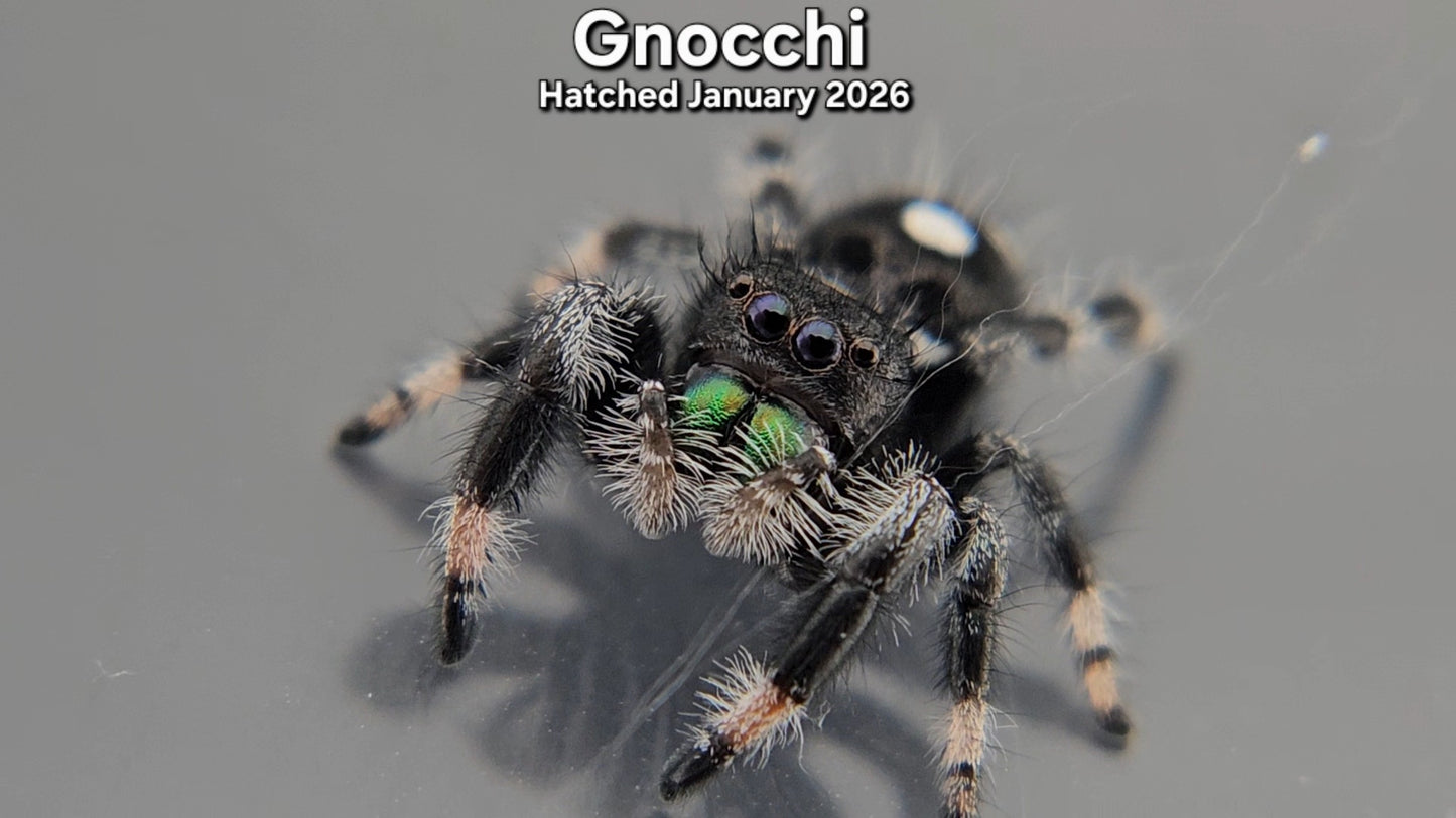 "Gnocchi" Male Regal Jumping Spider (Phidippus regius) - Hatched January 2026