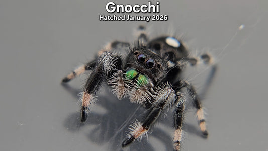 "Gnocchi" Male Regal Jumping Spider (Phidippus regius) - Hatched January 2026