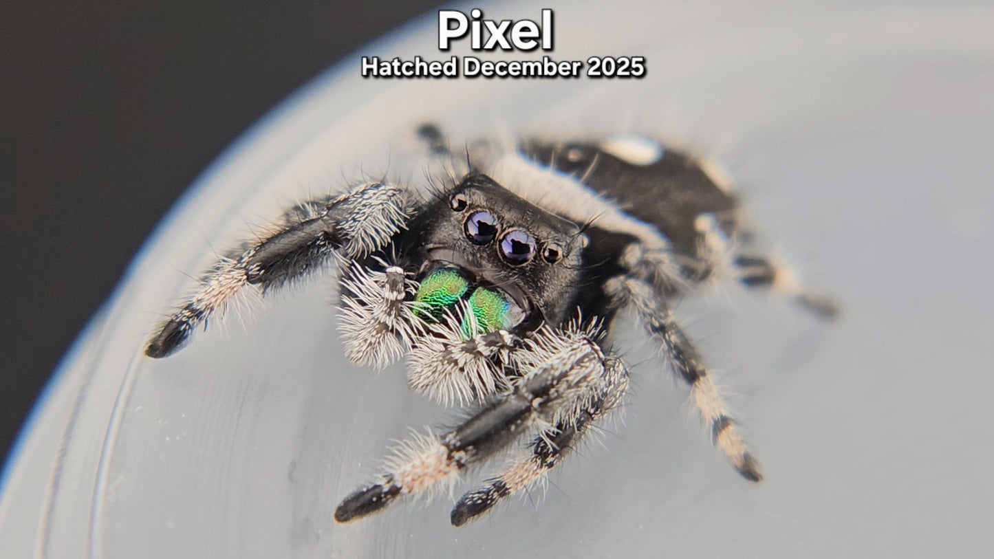 "Pixel" Male Regal Jumping Spider (Phidippus regius) - Hatched December 2025