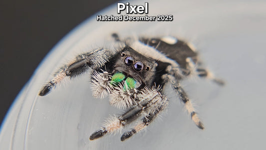 "Pixel" Male Regal Jumping Spider (Phidippus regius) - Hatched December 2025