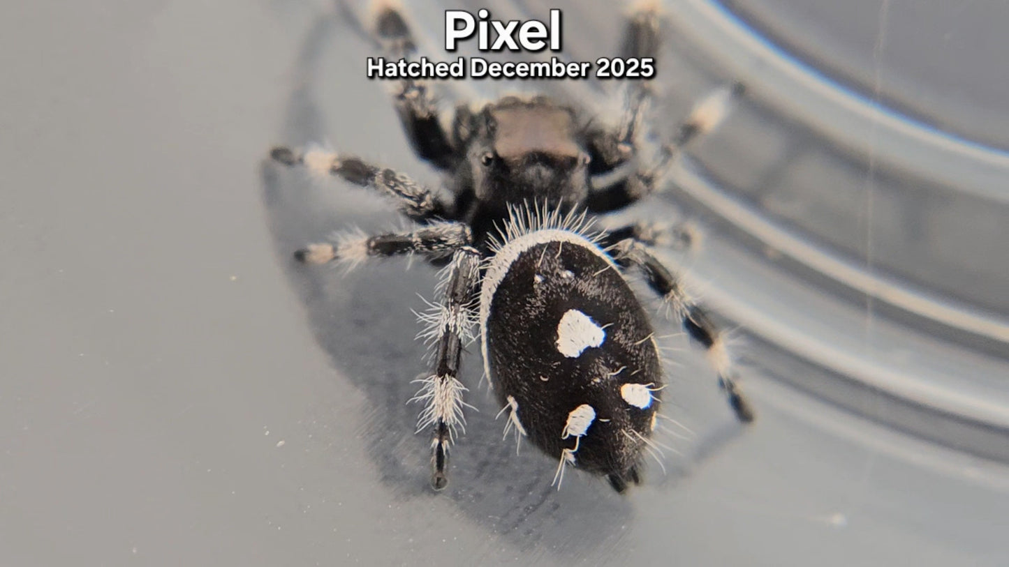 "Pixel" Male Regal Jumping Spider (Phidippus regius) - Hatched December 2025