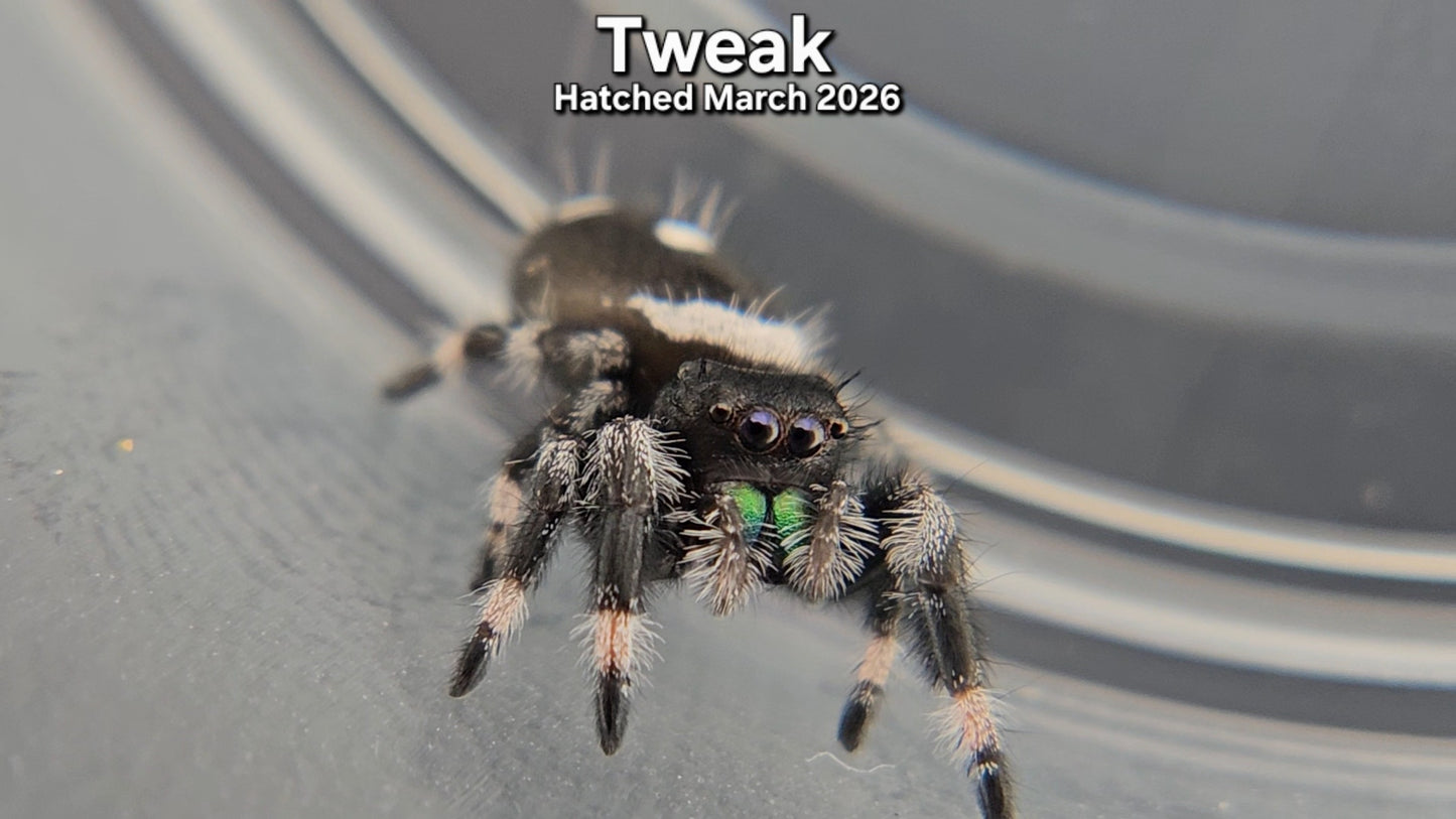 "Tweak" Male Regal Jumping Spider (Phidippus regius) - Hatched March 2026
