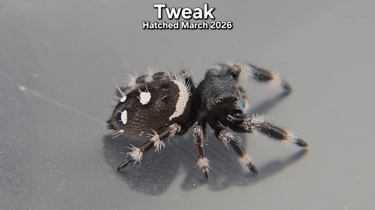 "Tweak" Male Regal Jumping Spider (Phidippus regius) - Hatched March 2026