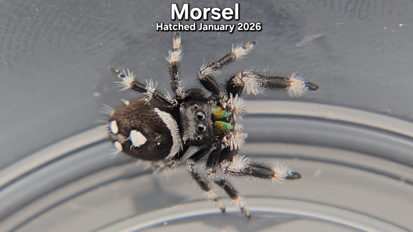 "Morsel" Male Regal Jumping Spider (Phidippus regius) - Hatched January 2026
