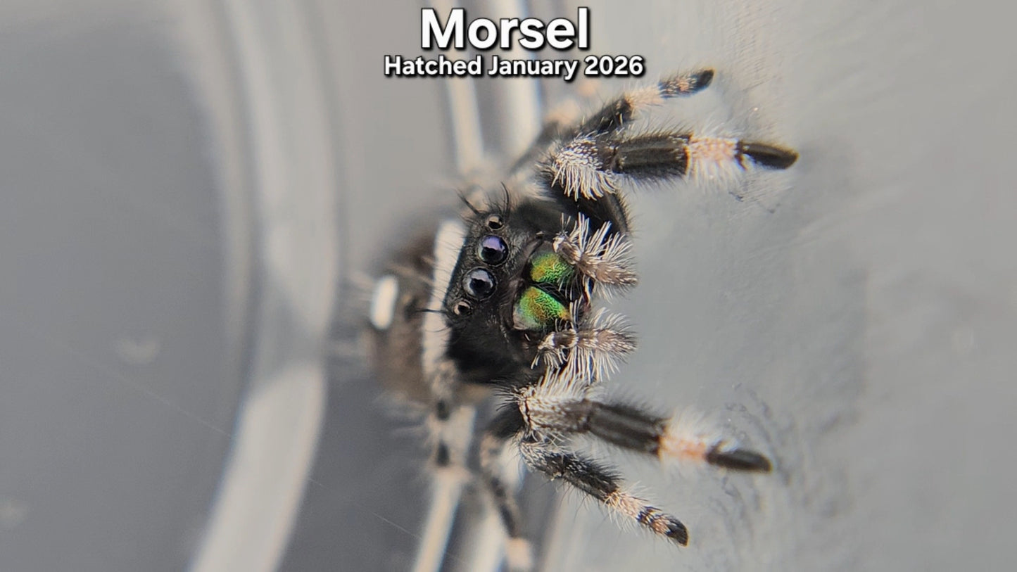 "Morsel" Male Regal Jumping Spider (Phidippus regius) - Hatched January 2026