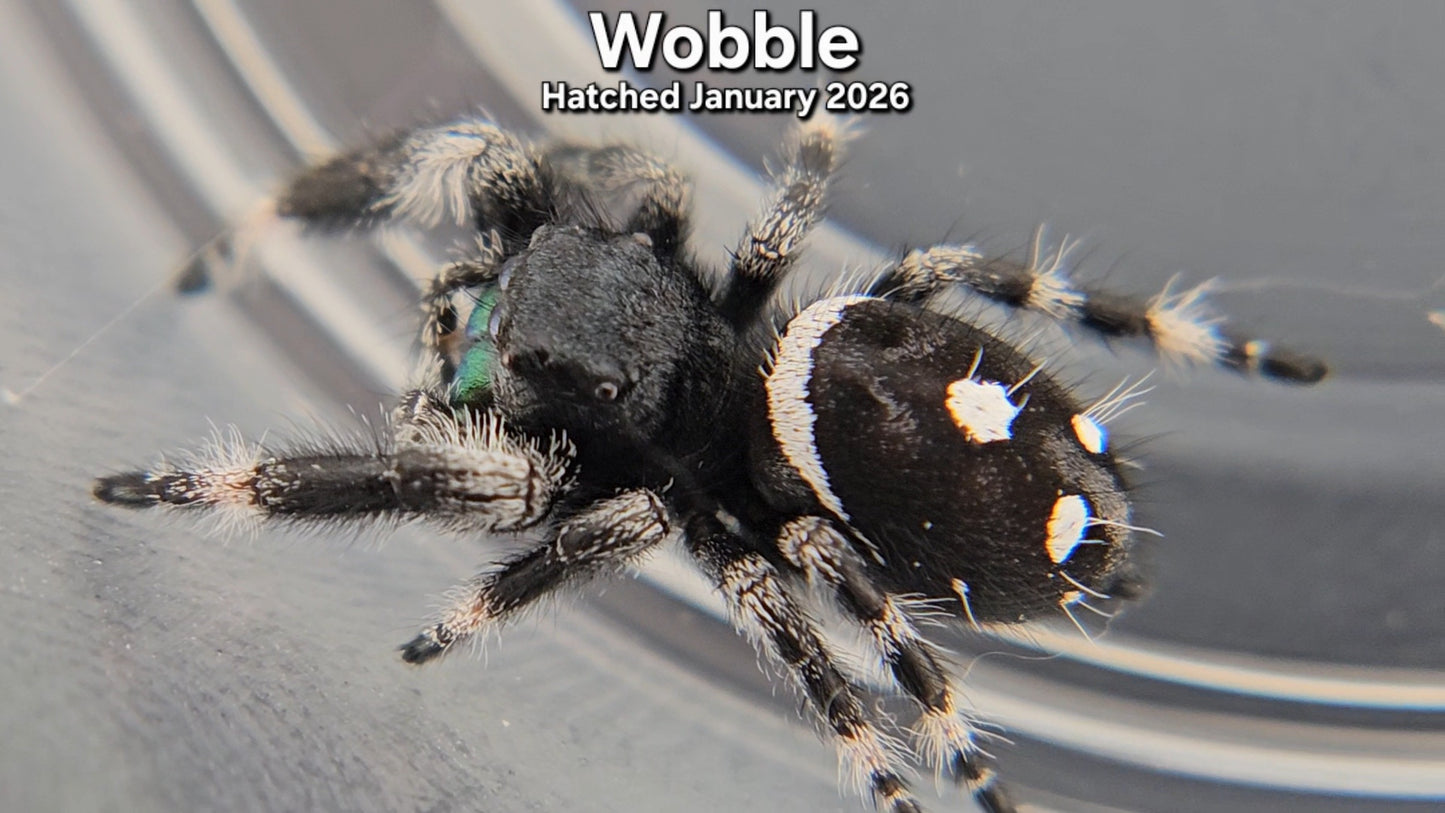 "Wobble" Male Regal Jumping Spider (Phidippus regius) - Hatched January 2026
