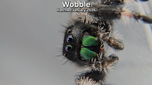"Wobble" Male Regal Jumping Spider (Phidippus regius) - Hatched January 2026