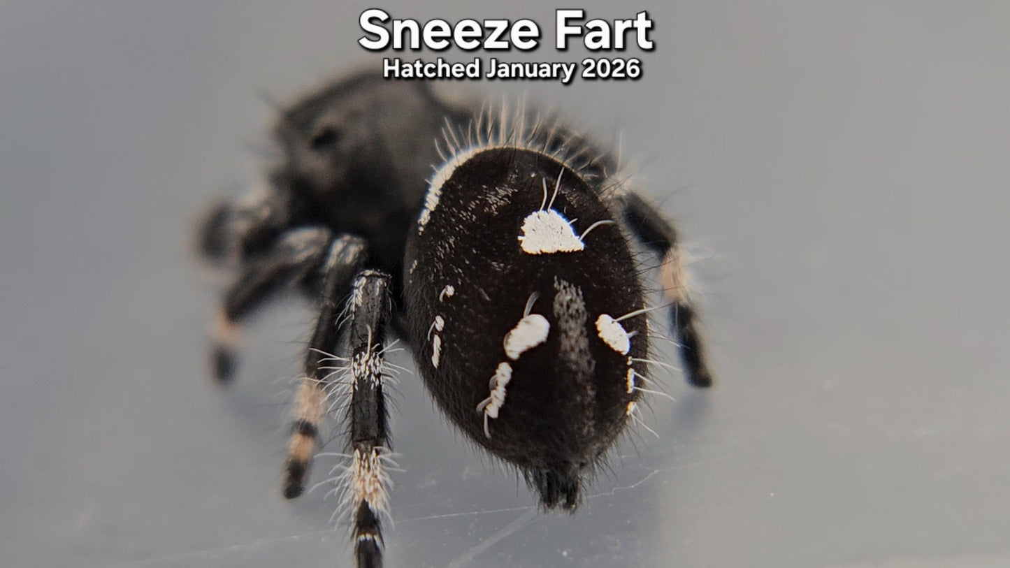 "Sneeze Fart" Male Regal Jumping Spider (Phidippus regius) - Hatched January 2026