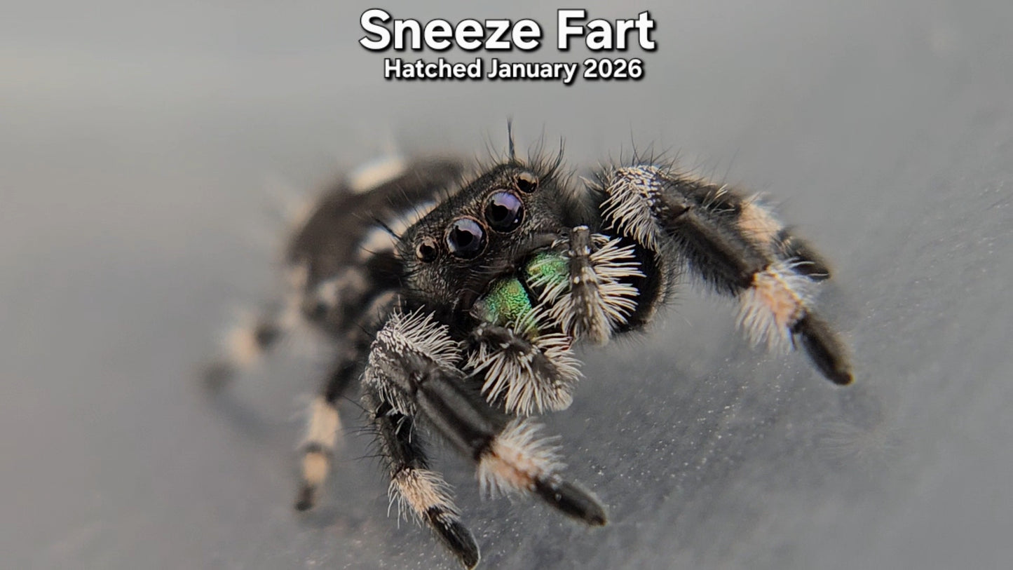 "Sneeze Fart" Male Regal Jumping Spider (Phidippus regius) - Hatched January 2026