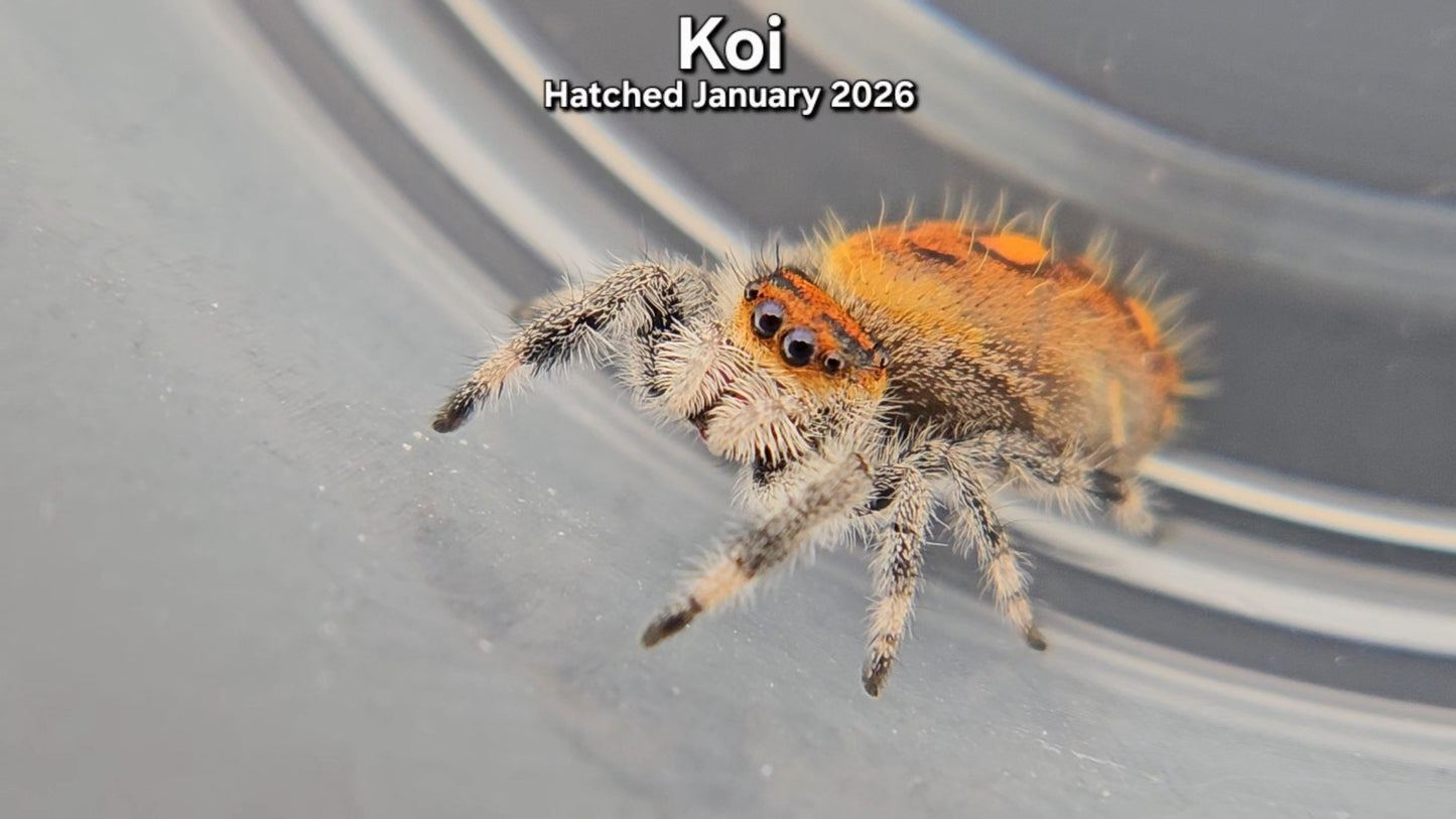"Koi" Female Regal Jumping Spider (Phidippus regius) - Hatched January 2026