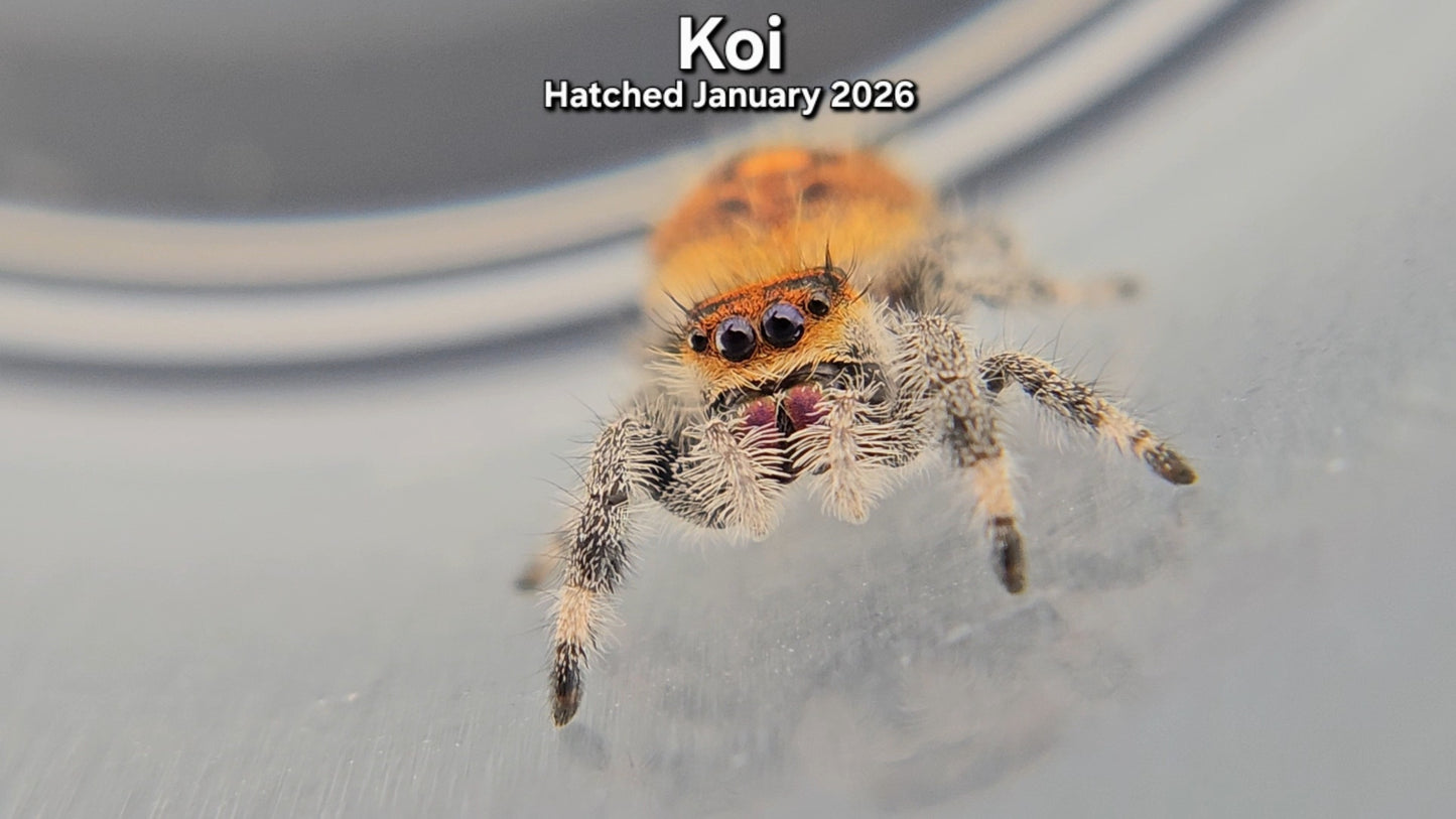 "Koi" Female Regal Jumping Spider (Phidippus regius) - Hatched January 2026