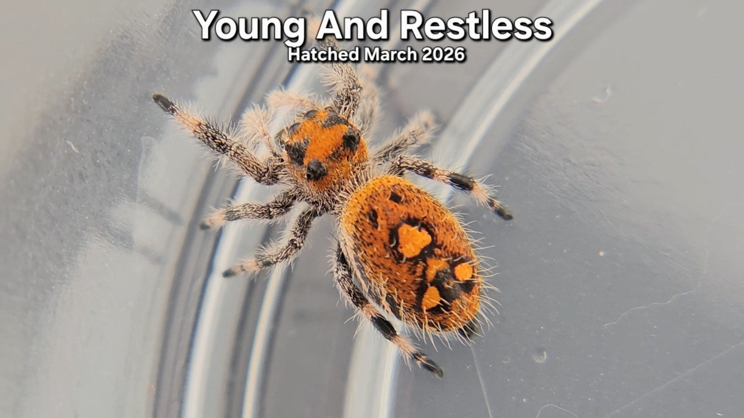 "Young And Restless" Female Regal Jumping Spider (Phidippus regius) - Hatched March 2026