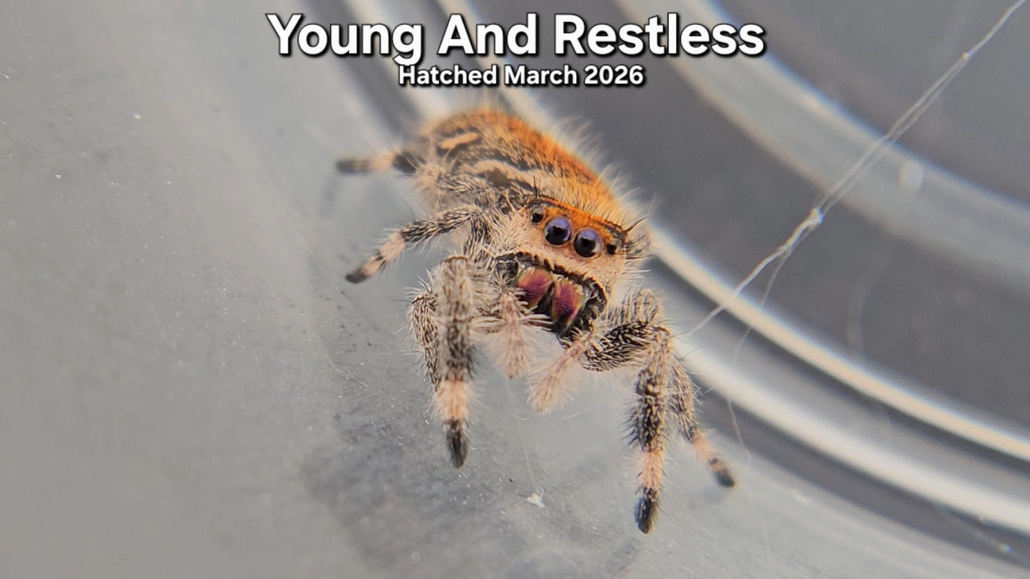 "Young And Restless" Female Regal Jumping Spider (Phidippus regius) - Hatched March 2026
