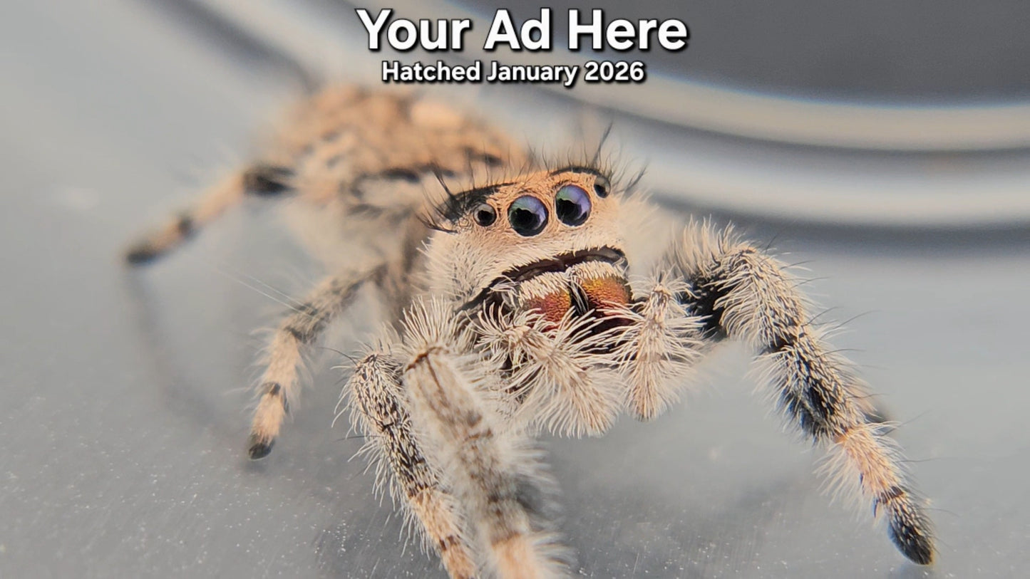 "Your Ad Here" Female Regal Jumping Spider (Phidippus regius) - Hatched January 2026