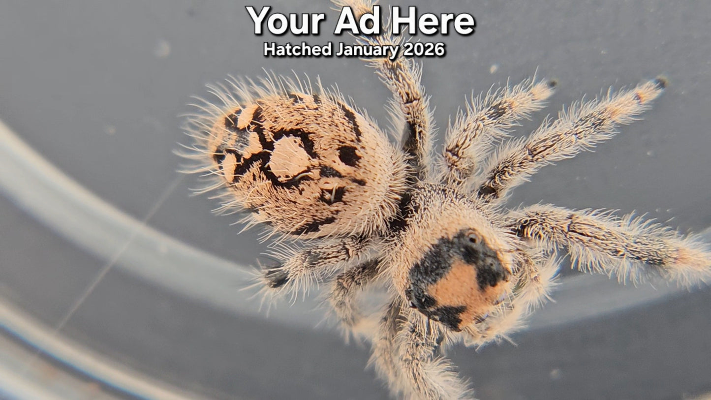 "Your Ad Here" Female Regal Jumping Spider (Phidippus regius) - Hatched January 2026