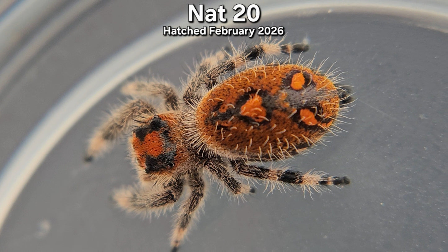 "Nat 20" Female Regal Jumping Spider (Phidippus regius) - Hatched February 2026