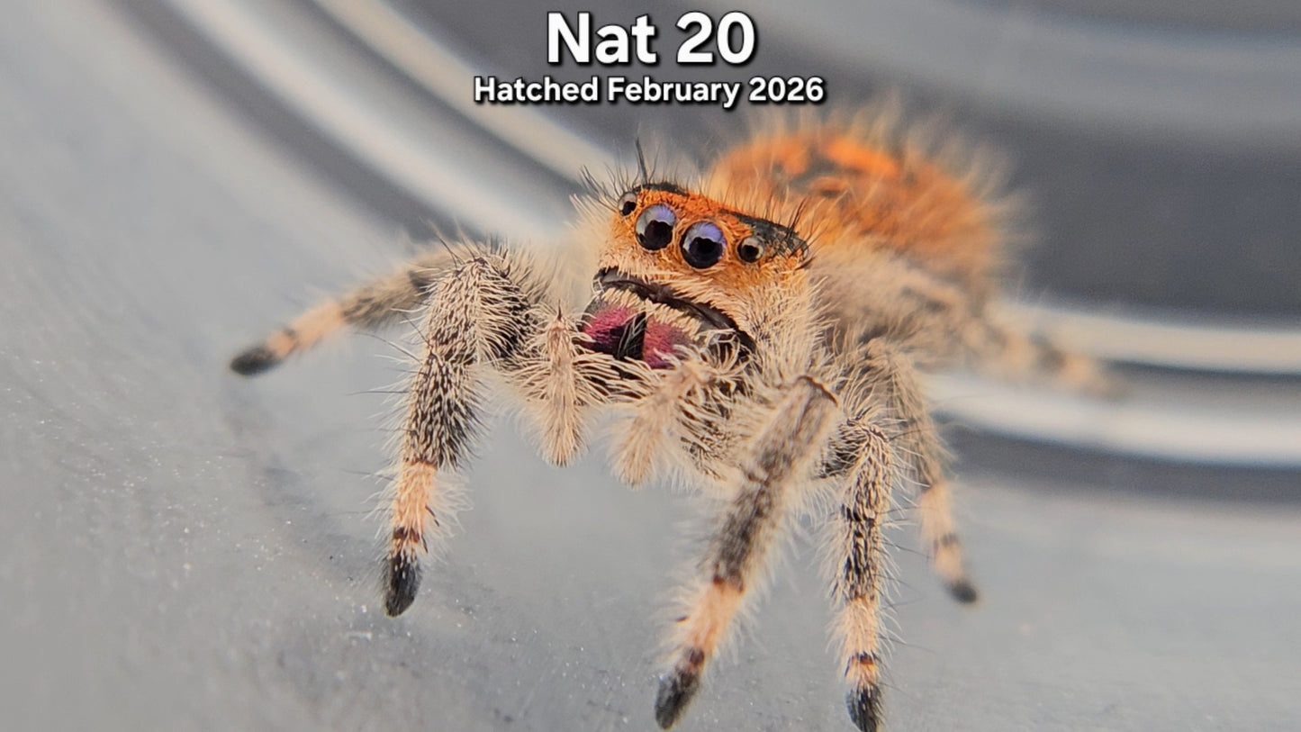"Nat 20" Female Regal Jumping Spider (Phidippus regius) - Hatched February 2026
