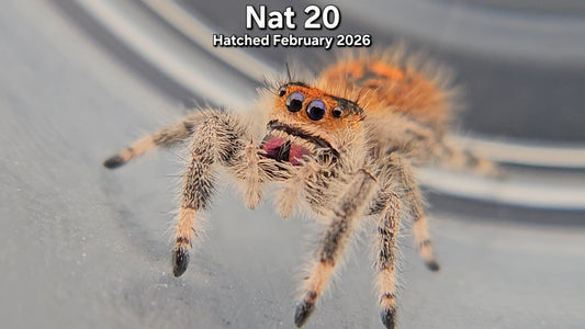 "Nat 20" Female Regal Jumping Spider (Phidippus regius) - Hatched February 2026