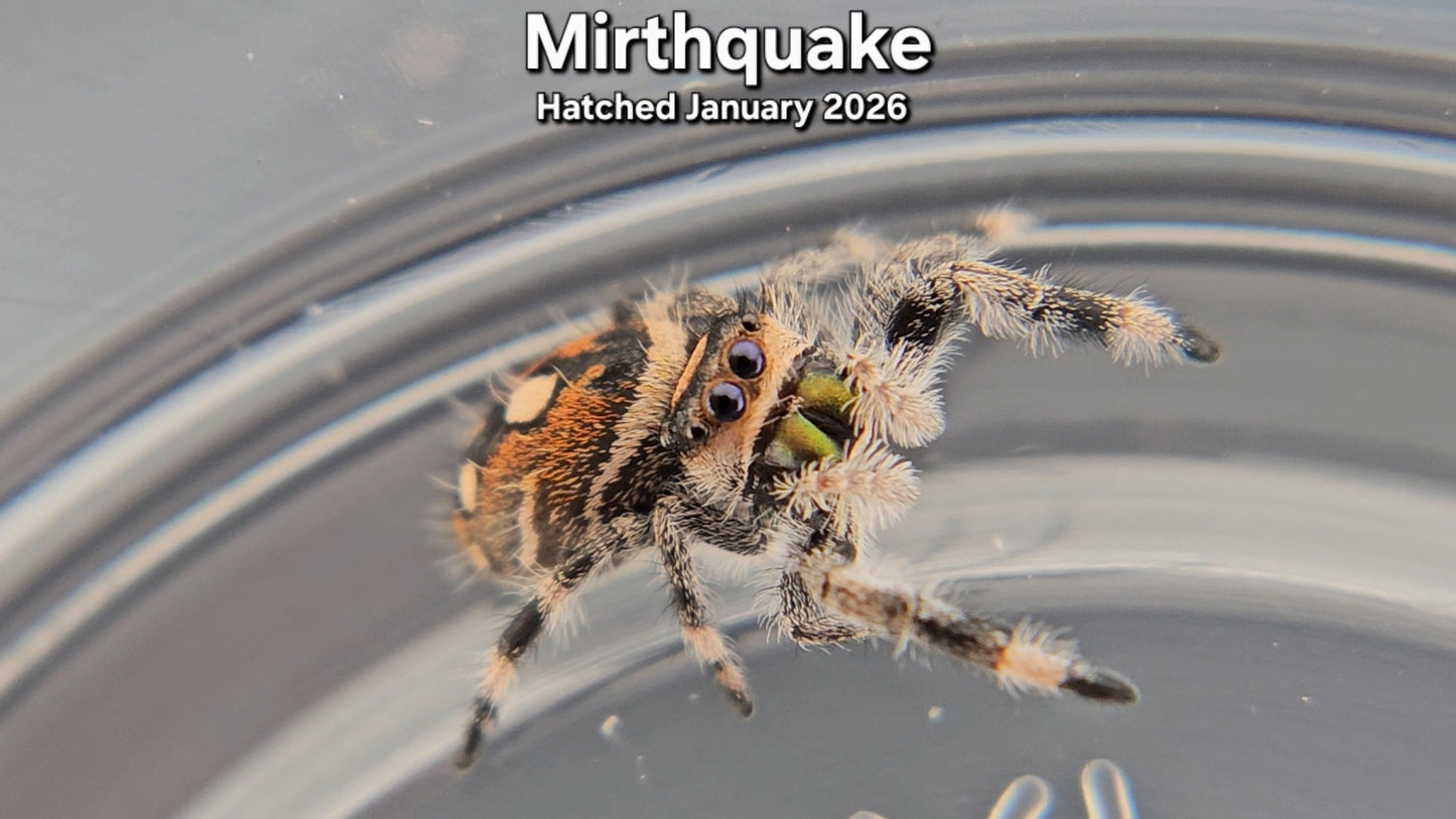 "Mirthquake" Female Regal Jumping Spider (Phidippus regius) - Hatched January 2026