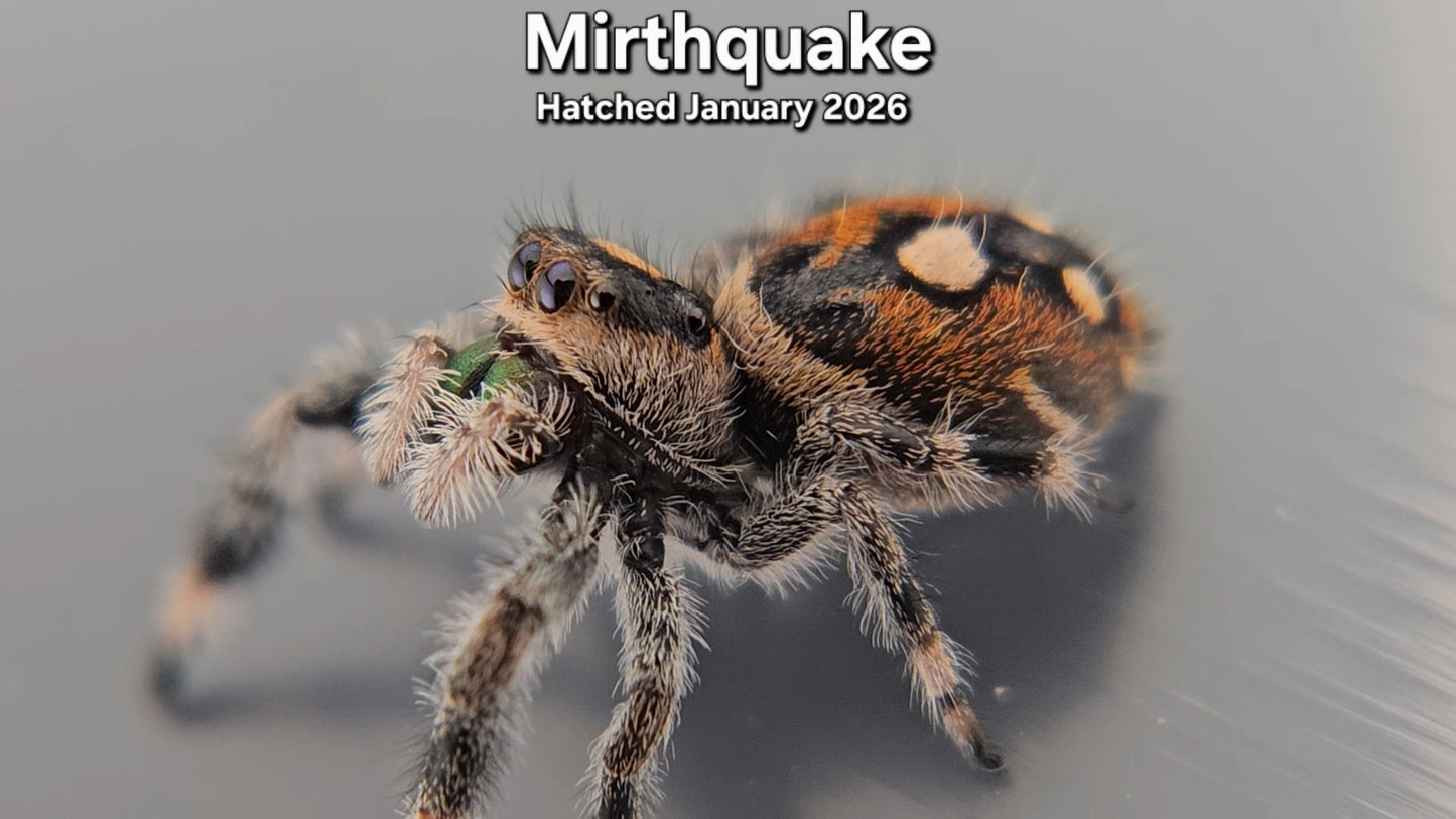 "Mirthquake" Female Regal Jumping Spider (Phidippus regius) - Hatched January 2026