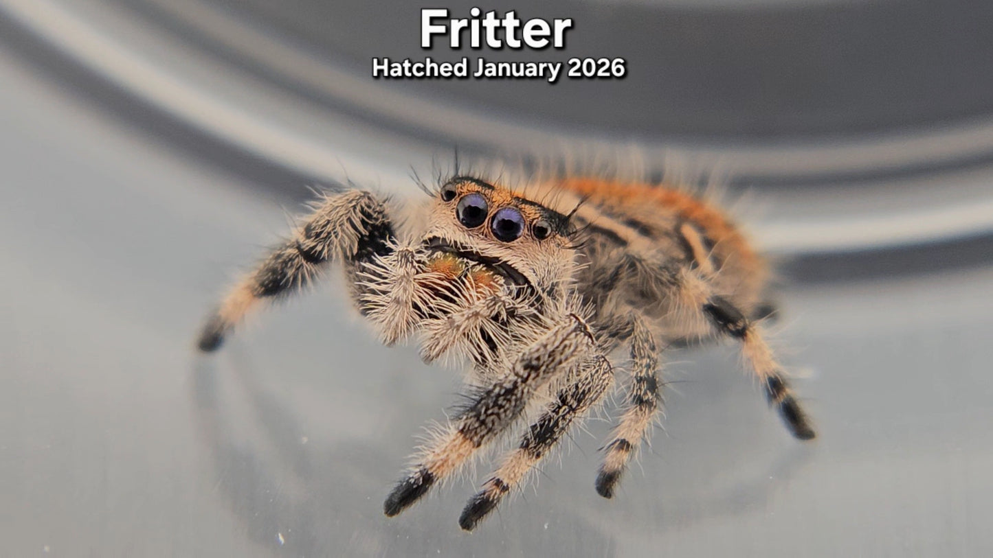 "Fritter" Female Regal Jumping Spider (Phidippus regius) - Hatched January 2026