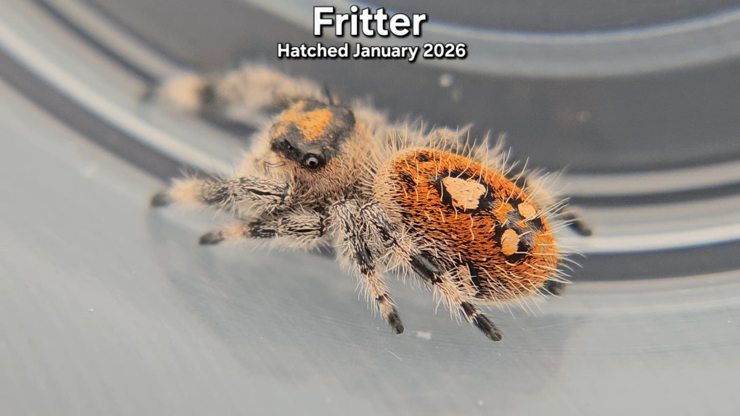 "Fritter" Female Regal Jumping Spider (Phidippus regius) - Hatched January 2026
