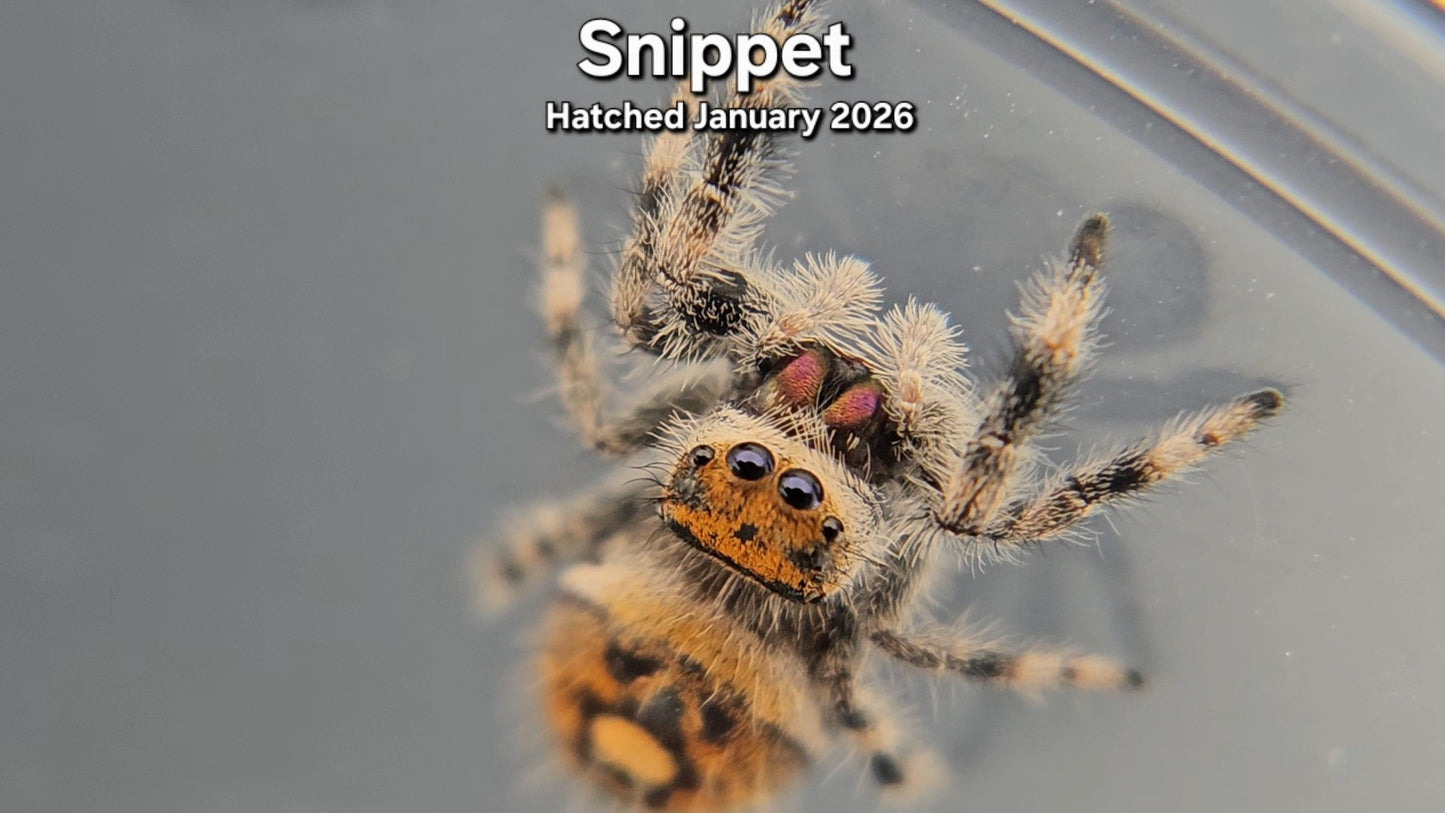 "Snippet" Female Regal Jumping Spider (Phidippus regius) - Hatched January 2026