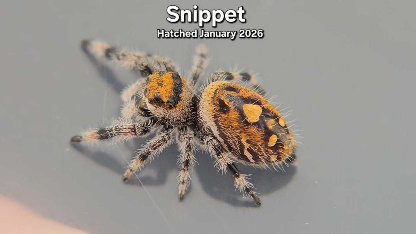 "Snippet" Female Regal Jumping Spider (Phidippus regius) - Hatched January 2026