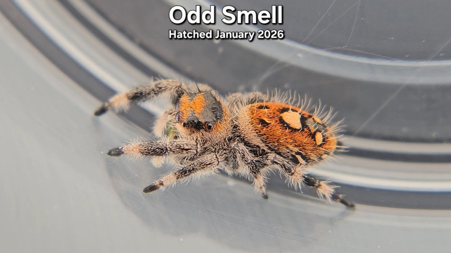 "Odd Smell" Female Regal Jumping Spider (Phidippus regius) - Hatched January 2026
