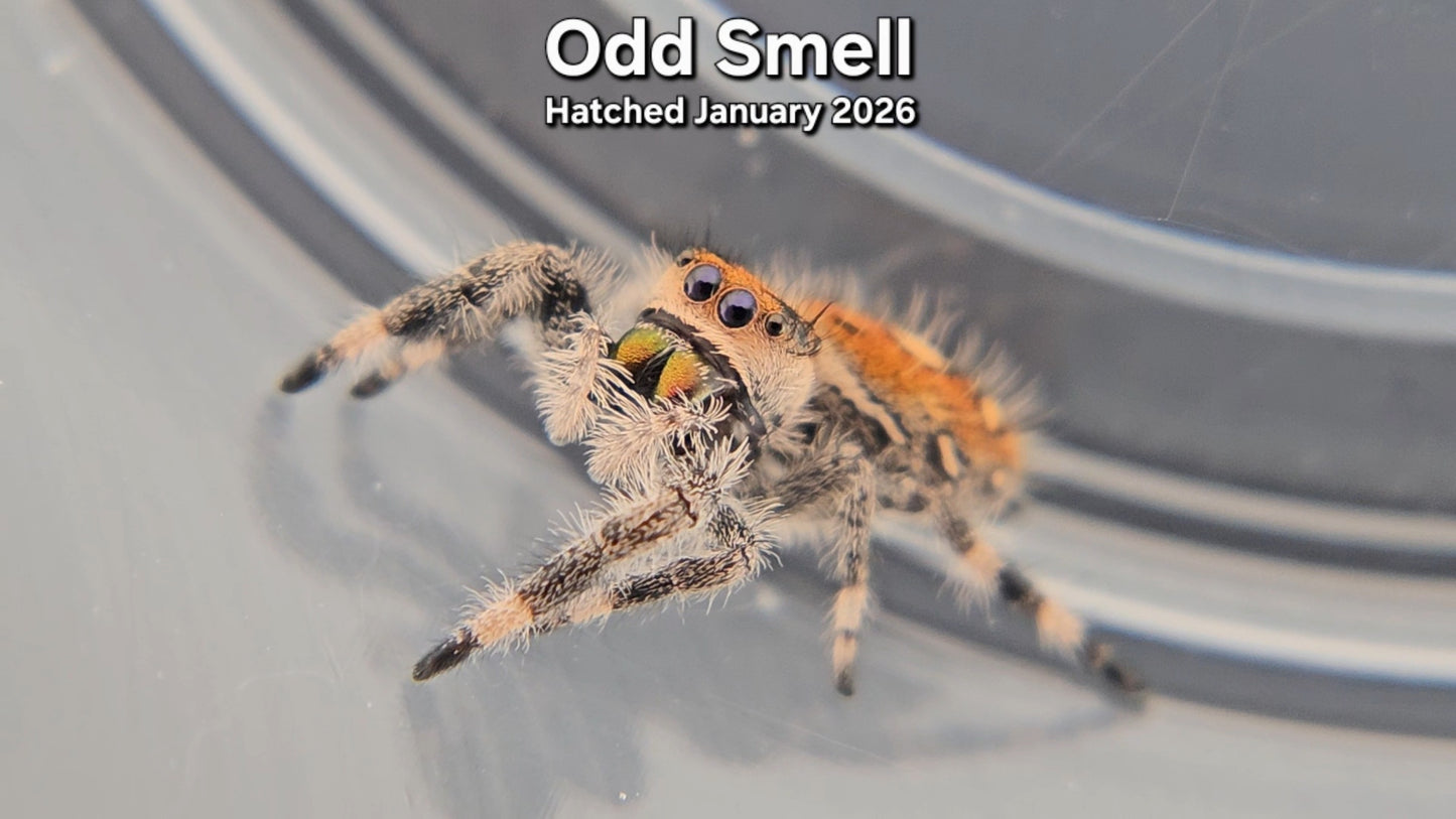 "Odd Smell" Female Regal Jumping Spider (Phidippus regius) - Hatched January 2026