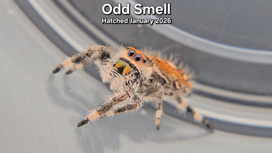 "Odd Smell" Female Regal Jumping Spider (Phidippus regius) - Hatched January 2026