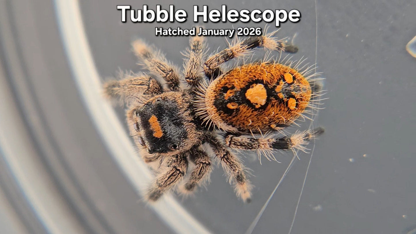 "Tubble Helescope" Female Regal Jumping Spider (Phidippus regius) - Hatched January 2026