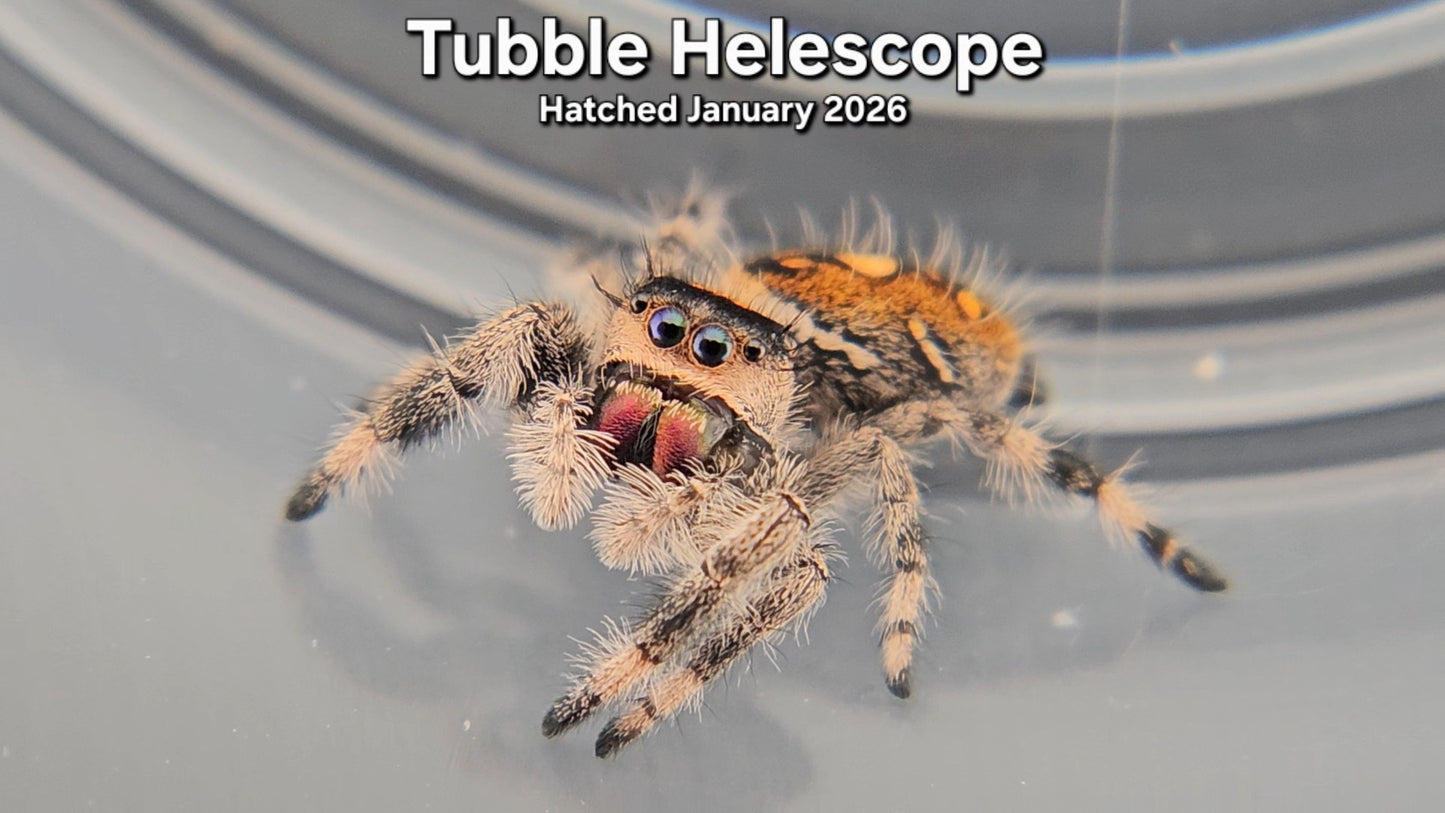 "Tubble Helescope" Female Regal Jumping Spider (Phidippus regius) - Hatched January 2026