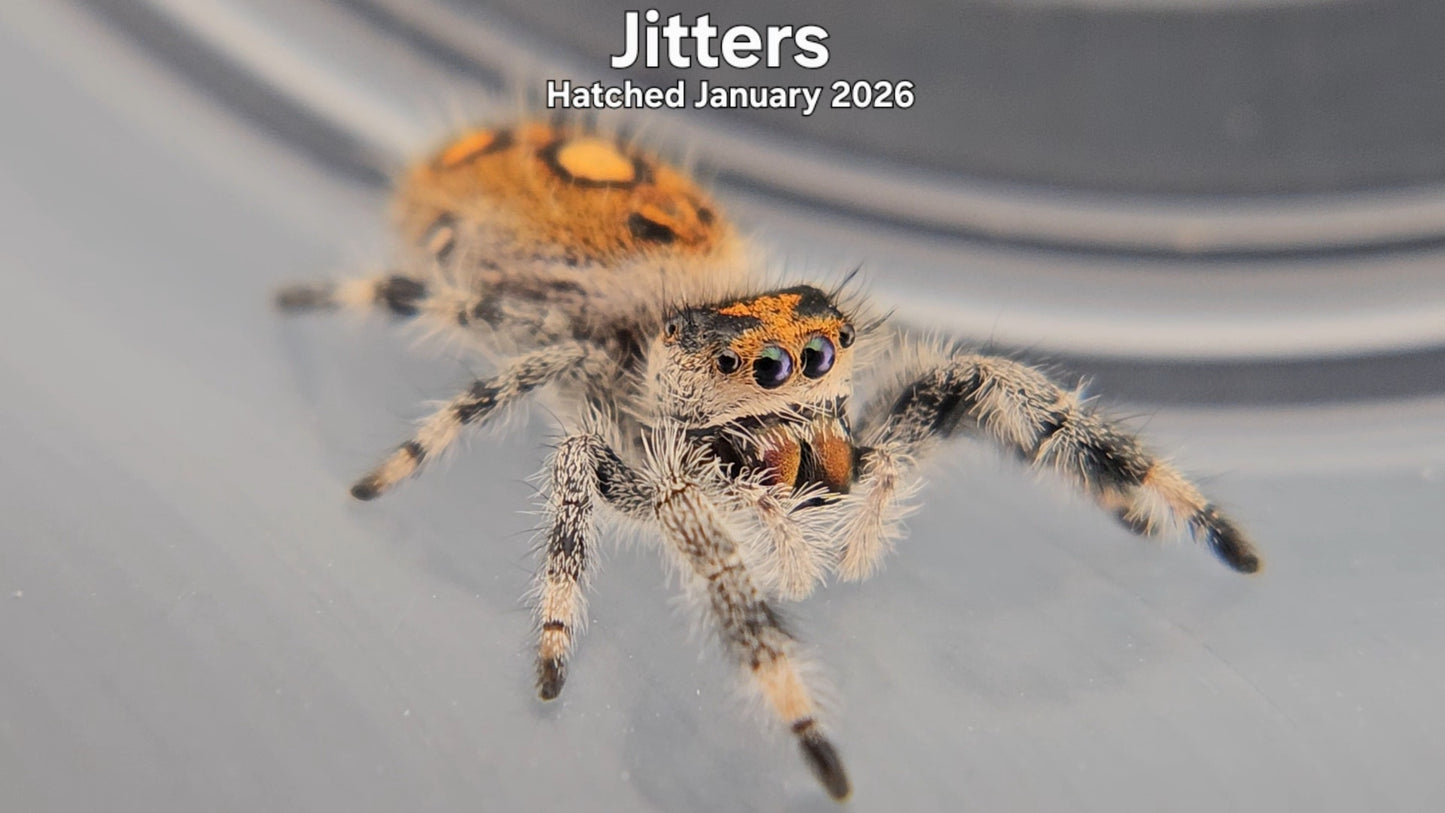 "Jitters" Female Regal Jumping Spider (Phidippus regius) - Hatched January 2026