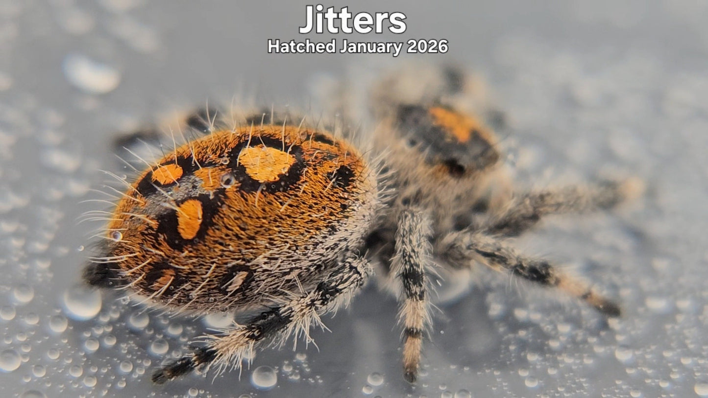 "Jitters" Female Regal Jumping Spider (Phidippus regius) - Hatched January 2026