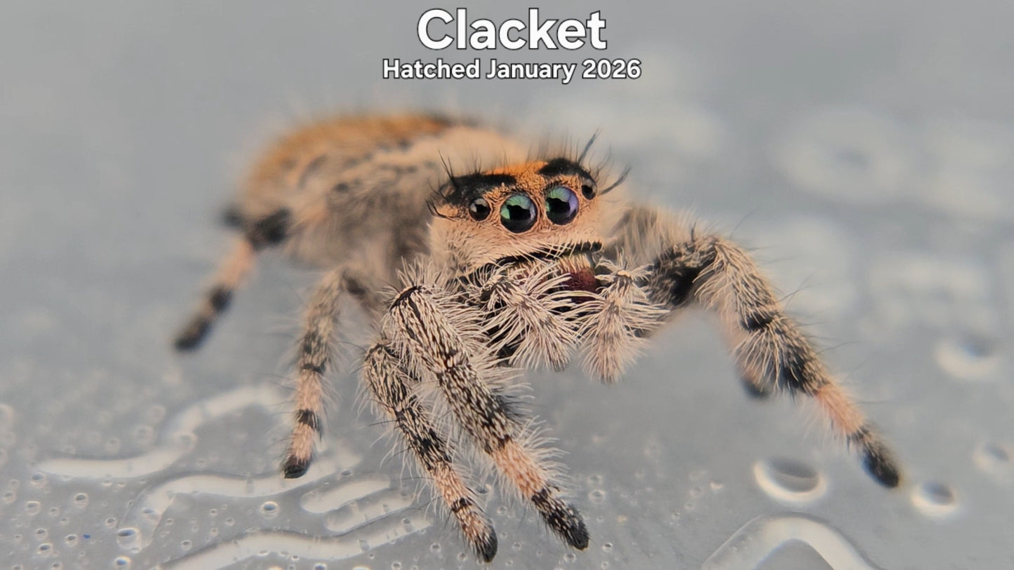 "Clacket" Female Regal Jumping Spider (Phidippus regius) - Hatched January 2026