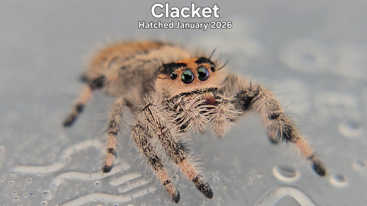 "Clacket" Female Regal Jumping Spider (Phidippus regius) - Hatched January 2026