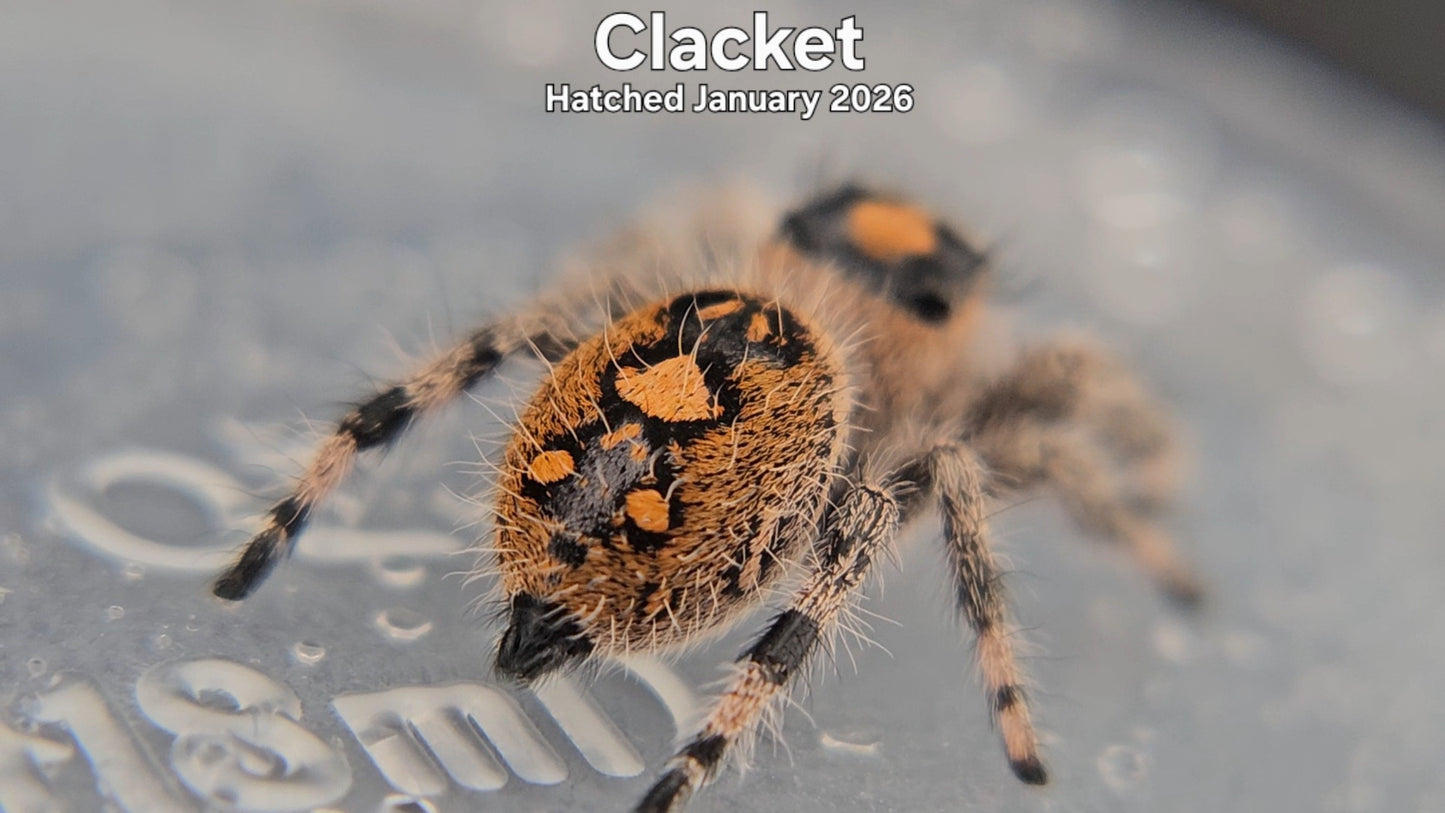"Clacket" Female Regal Jumping Spider (Phidippus regius) - Hatched January 2026