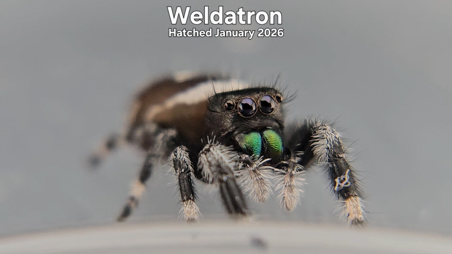 "Weldatron" Male Regal Jumping Spider (Phidippus regius) - Hatched January 2026