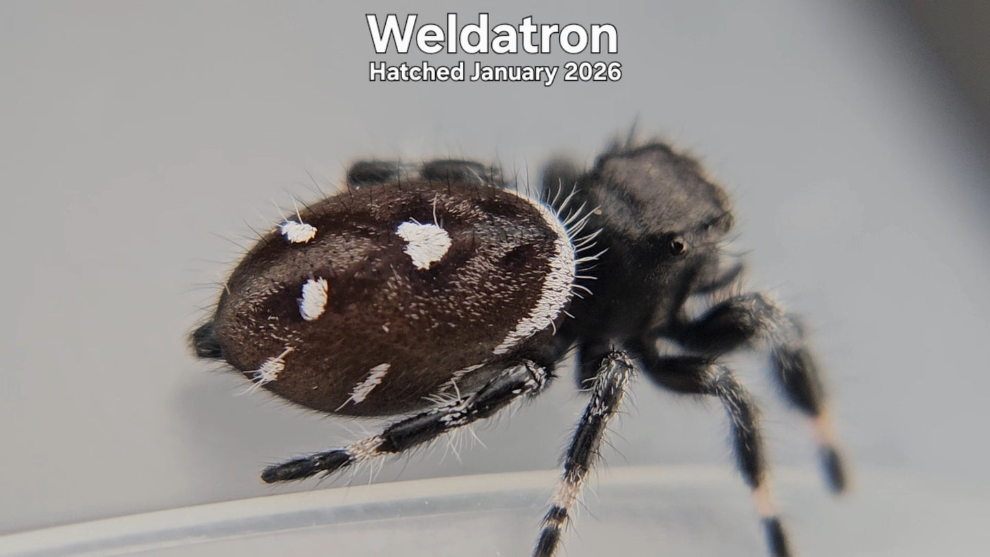 "Weldatron" Male Regal Jumping Spider (Phidippus regius) - Hatched January 2026