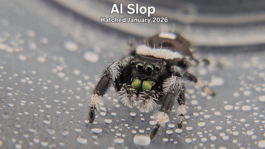 "Al Slop" Male Regal Jumping Spider (Phidippus regius) - Hatched January 2026