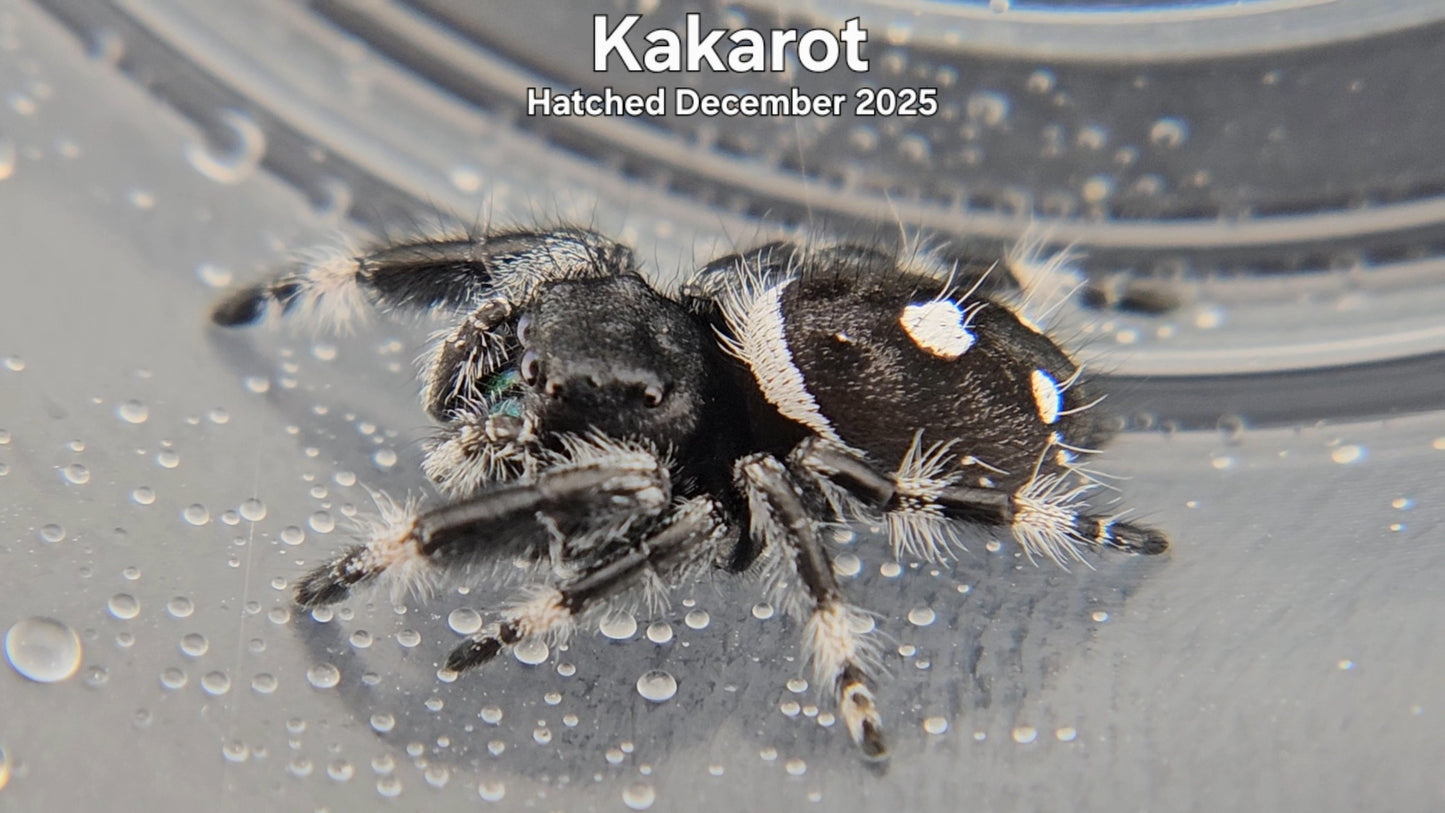 "Kakarot" Male Regal Jumping Spider (Phidippus regius) - Hatched December 2025