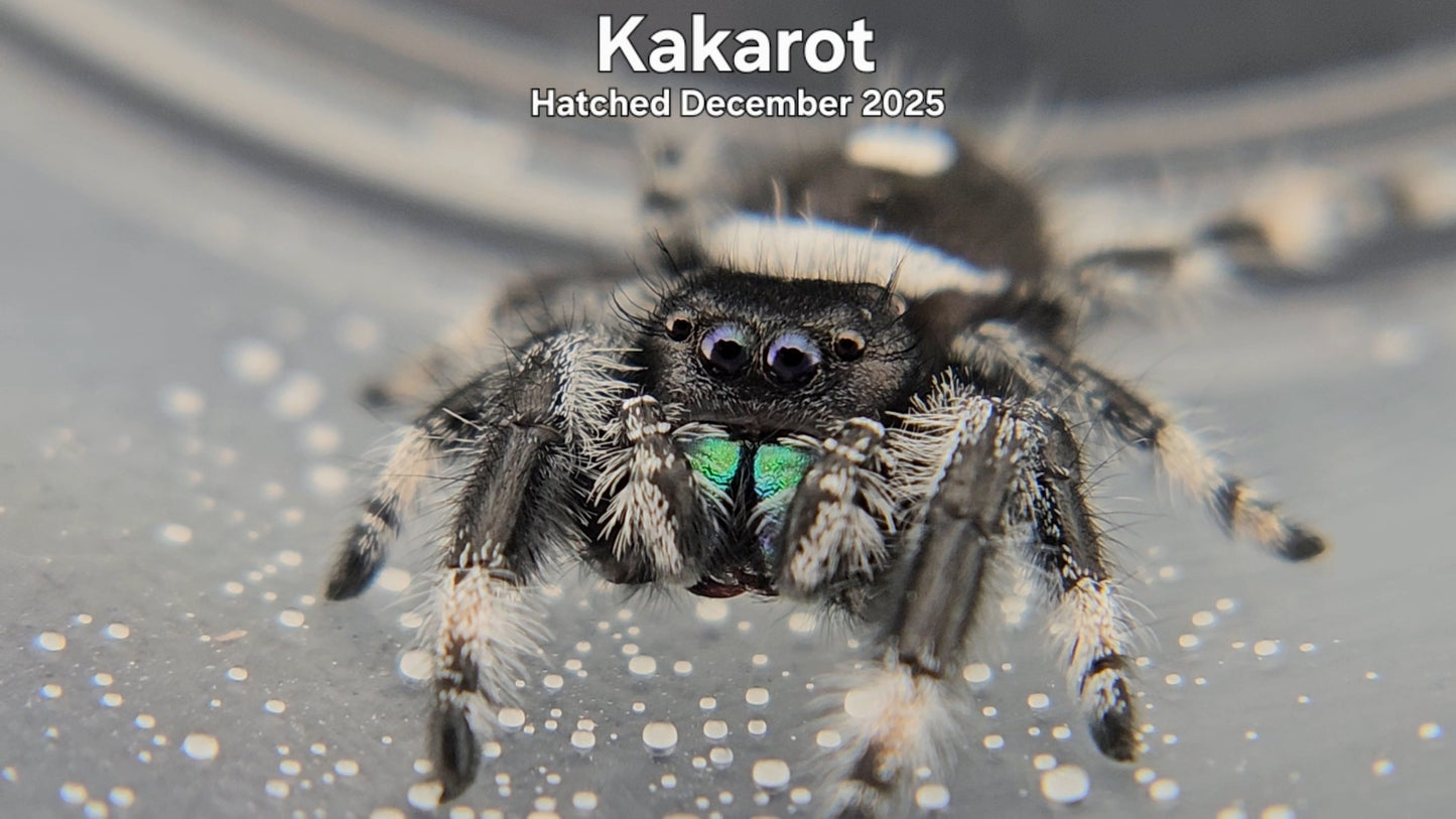 "Kakarot" Male Regal Jumping Spider (Phidippus regius) - Hatched December 2025